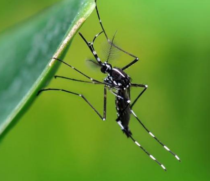 白線伊蚊 白線伊蚊